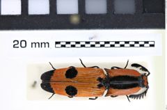 Foto (Dorsalansicht) von Abiphis insignis (Klug, 1833) (NHMW-ZOO-COL-0008203)